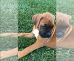 Small #4 Boxer