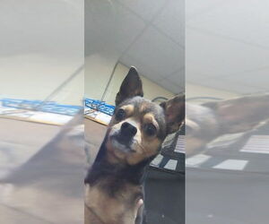 Medium Chihuahua