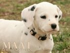 Small Photo #35 Dalmatian Puppy For Sale in ENID, OK, USA