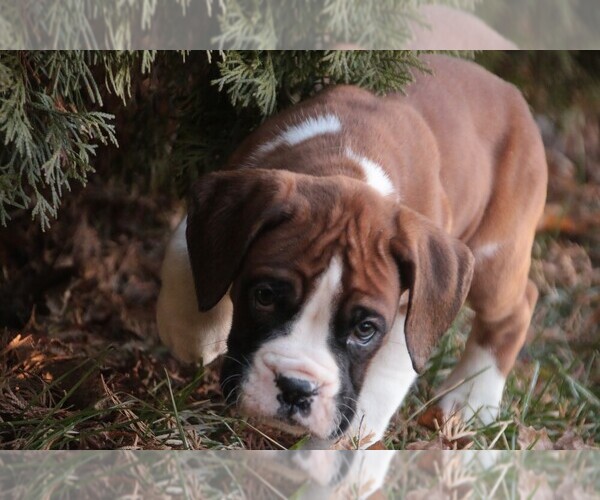 Medium Photo #6 Boxer Puppy For Sale in SHIPSHEWANA, IN, USA