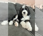 Small #9 Bernedoodle-Poodle (Standard) Mix