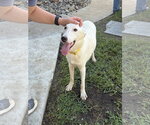 Small #6 Siberian Husky Mix