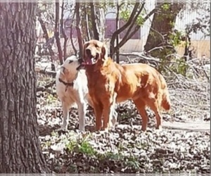 Father of the Golden Retriever puppies born on 07/11/2025