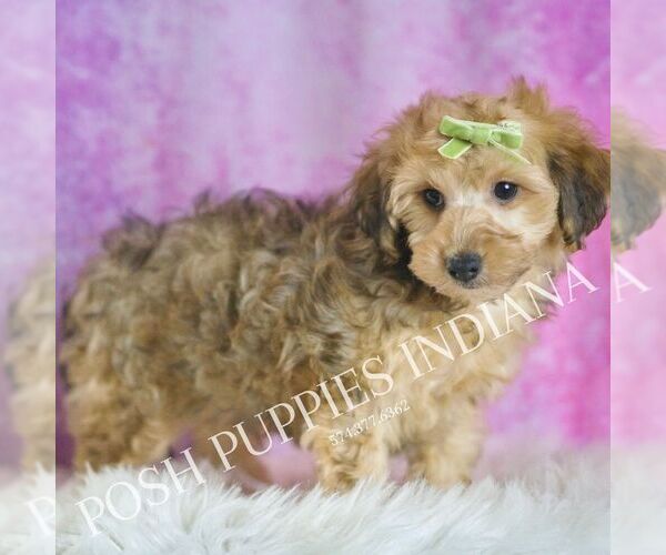 Medium Photo #3 Yorkipoo Puppy For Sale in WARSAW, IN, USA