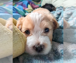 Small #1 Maltese Mix