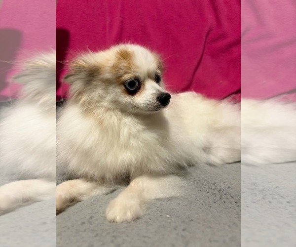 Medium Photo #4 Pomeranian Puppy For Sale in Mukwonago, WI, USA