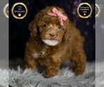 Puppy Cayenne AKC Poodle (Miniature)