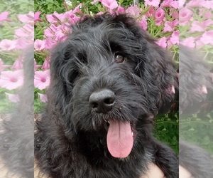Goldendoodle-Newfoundland Mix Puppy for Sale in PERU, Indiana USA