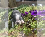 Small #2 Boston Terrier