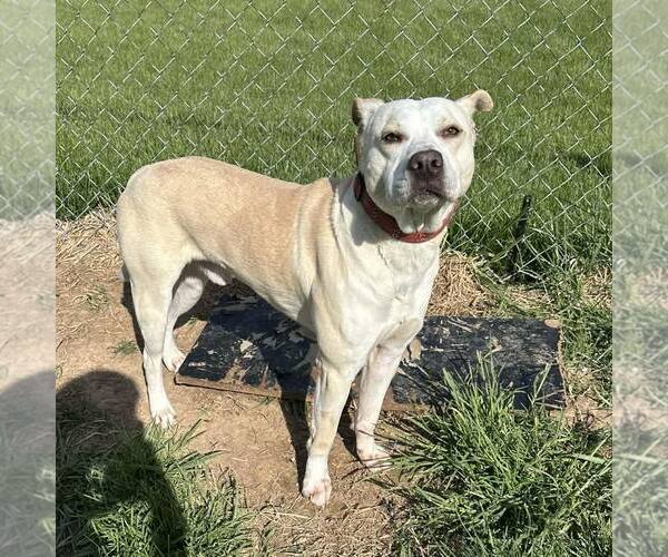 Medium Photo #3 American Staffordshire Terrier-Unknown Mix Puppy For Sale in New Oxford , PA, USA