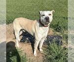 Small #2 American Staffordshire Terrier Mix