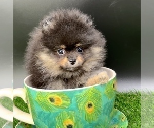 Pomeranian Puppy for Sale in CASSVILLE, Missouri USA
