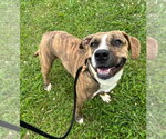 Small #17 Labrador Retriever Mix