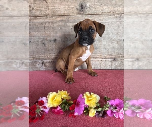 Medium Photo #2 Boxer Puppy For Sale in VERMONTVILLE, MI, USA