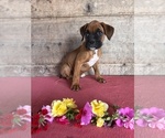 Small #1 Boxer