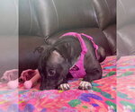 Small #4 Bulldog Mix