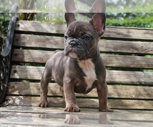 French Bulldog Puppy for sale in LYNNWOOD, WA, USA