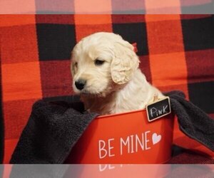 Goldendoodle Puppy for sale in EXETER, RI, USA