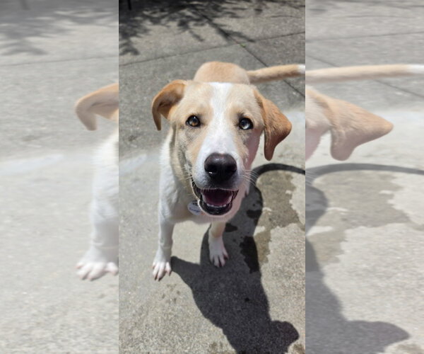 Medium Photo #7 Labrador Retriever-Unknown Mix Puppy For Sale in Rockaway, NJ, USA