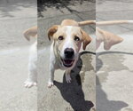 Small #6 Labrador Retriever Mix