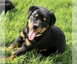 Small #1 Rottweiler