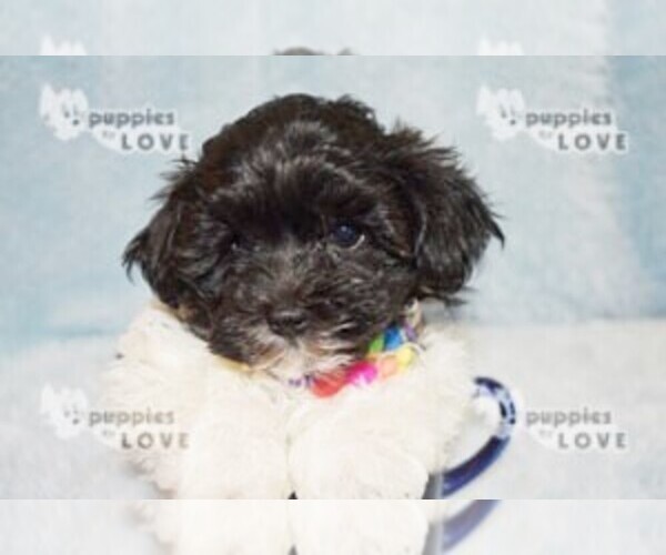 Medium Photo #13 Maltipoo Puppy For Sale in SANGER, TX, USA