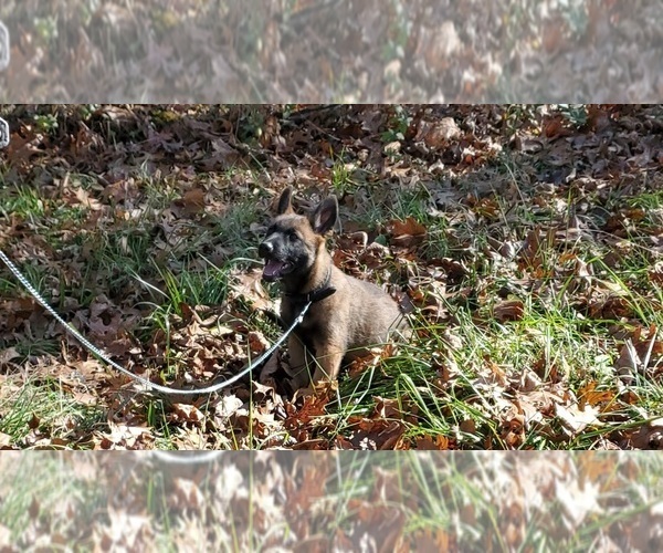 Medium Photo #2 German Shepherd Dog-Mutt Mix Puppy For Sale in MAINEVILLE, OH, USA