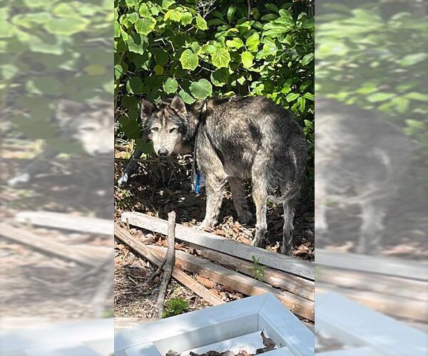 Medium Photo #1 Siberian Husky Puppy For Sale in Palmetto, FL, USA