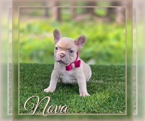 Medium French Bulldog