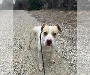 Mutt Dogs for adoption in Rockwall, TX, USA