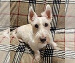 Small Photo #1 Mutt Puppy For Sale in Dallas, TX, USA