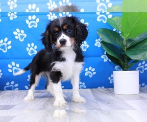 Cavalier King Charles Spaniel Puppy for sale in MARIETTA, GA, USA