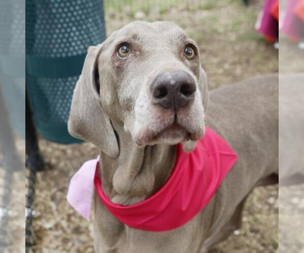 Medium Photo #1 Unknown-Weimaraner Mix Puppy For Sale in San Antonio, TX, USA