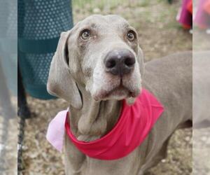 Unknown-Weimaraner Mix Dogs for adoption in San Antonio, TX, USA