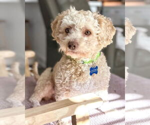 Poodle (Miniature)-Unknown Mix Dogs for adoption in Corona, CA, USA