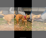 Small #1 German Shepherd Dog Mix