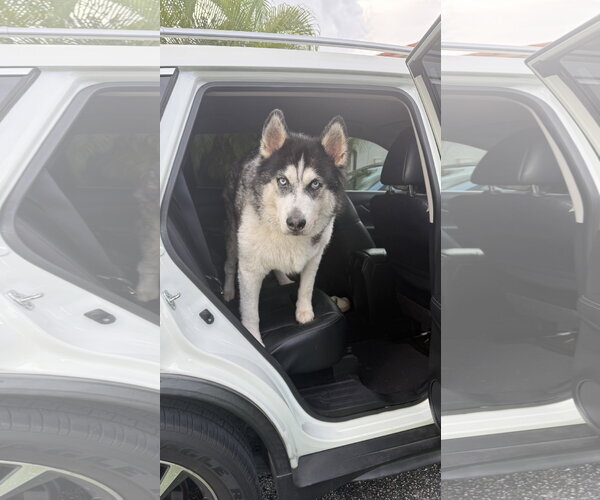 Medium Photo #3 Alaskan Malamute-Unknown Mix Puppy For Sale in Miami, FL, USA