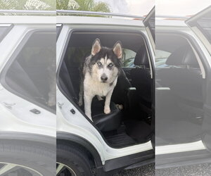 COURTESY POST: Loki - Male Alaskan Malamute-Unknown Mix Dog for Adoption - Photo #3