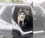 Small Photo #3 Alaskan Malamute-Unknown Mix Puppy For Sale in Miami, FL, USA