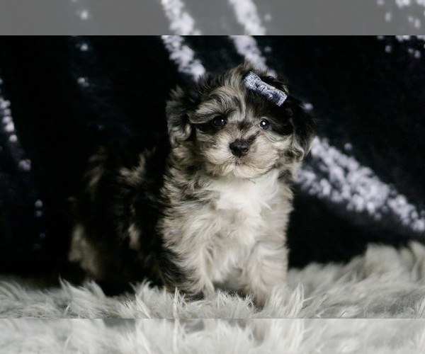 Medium Photo #4 Maltipoo Puppy For Sale in WARSAW, IN, USA