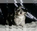 Small Photo #4 Maltipoo Puppy For Sale in WARSAW, IN, USA