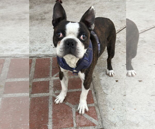 Medium Photo #2 Boston Terrier Puppy For Sale in Huntington Beach, CA, USA