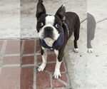 Small #1 Boston Terrier