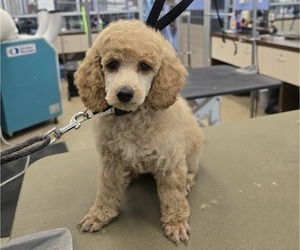 Poodle (Miniature) Puppy for sale in UNADILLA, NY, USA