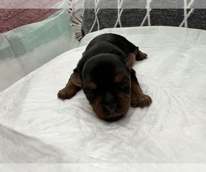 Yorkshire Terrier Puppy for Sale in SAVANNAH, Georgia USA