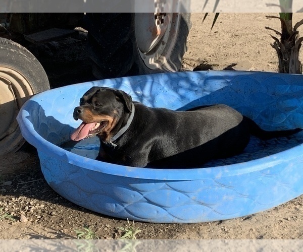 Medium Photo #49 Rottweiler Puppy For Sale in OAK GLEN, CA, USA