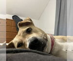Small #17 American Pit Bull Terrier Mix