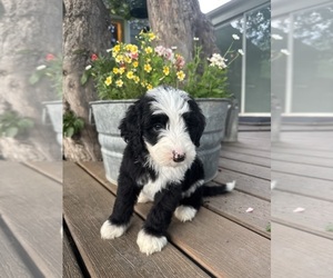 Bernedoodle-Poodle (Miniature) Mix Puppy for sale in GOLDEN, CO, USA