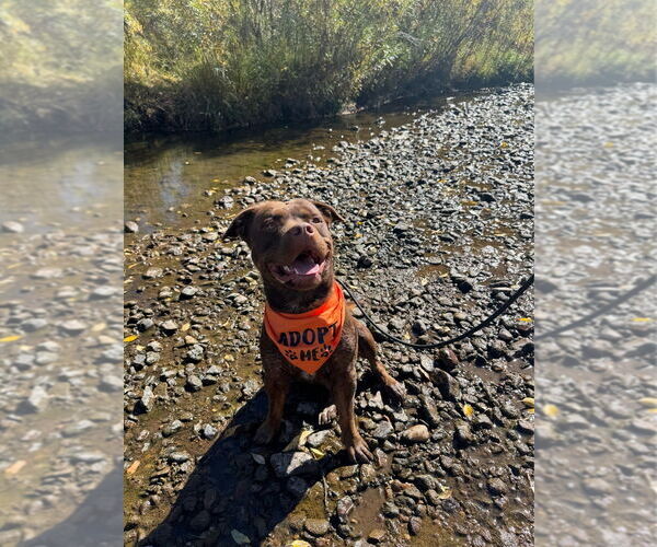 Medium Photo #7 Labrottie Puppy For Sale in Lakewood, CO, USA