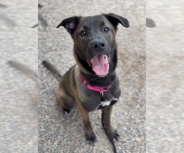 Medium Photo #2 Mutt Puppy For Sale in Bemidji, MN, USA